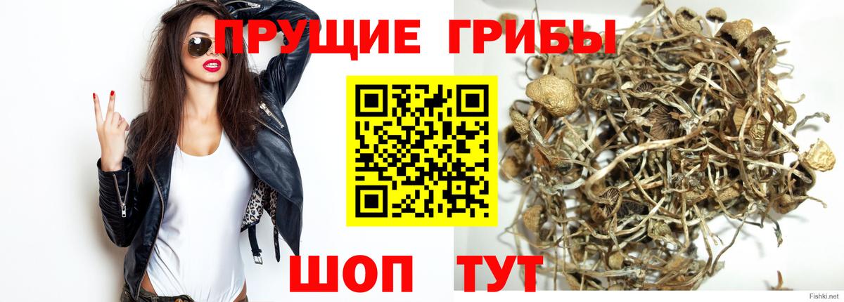 Псилоцибиновые грибы прущие грибы Сертолово